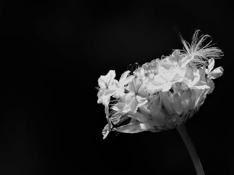 Grayscale Photo of Flower · Free Stock Photo