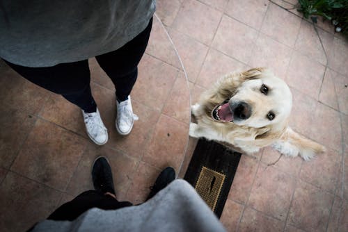 Free Light Golden Retriever Beside Standing Person in White Shoes Stock Photo