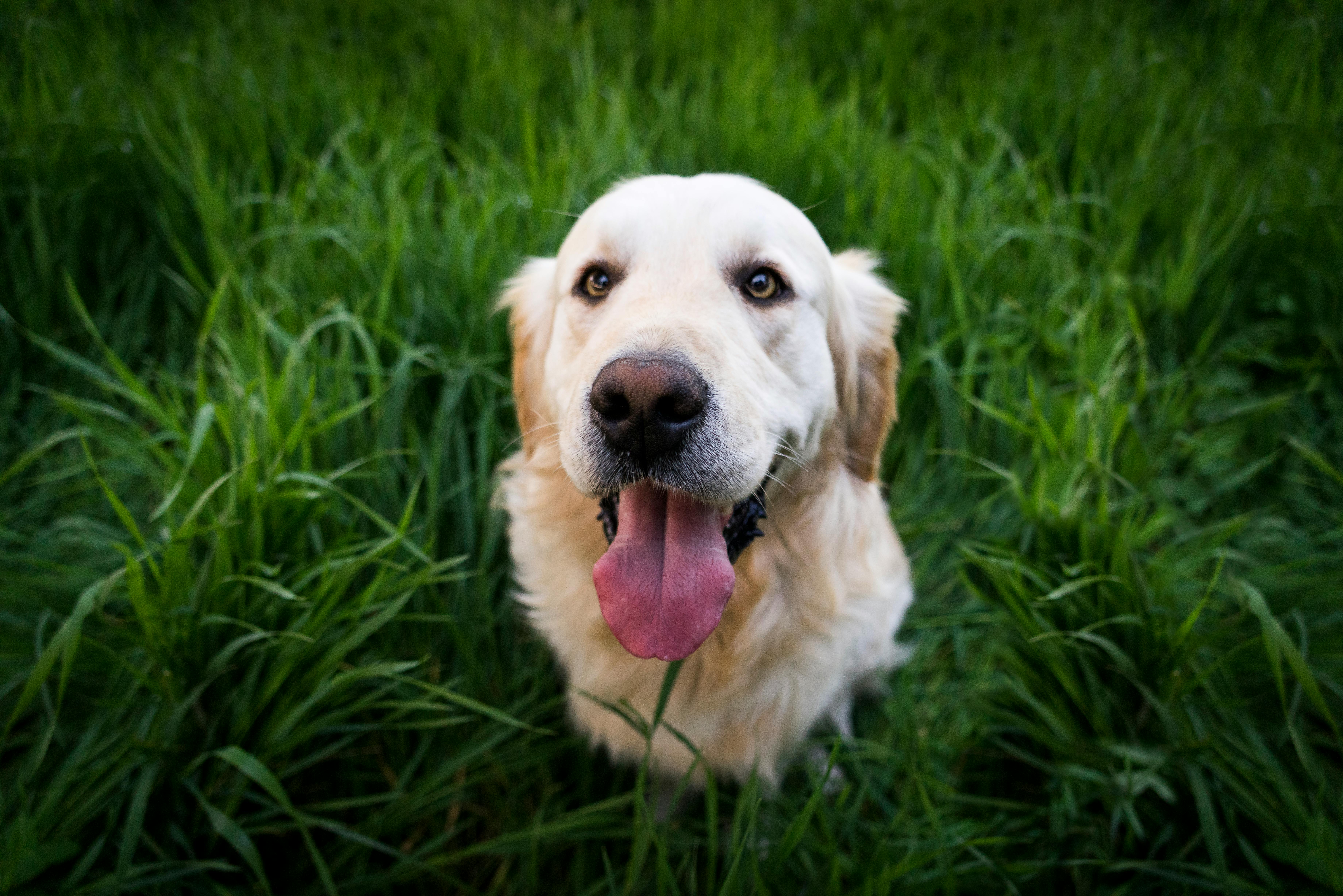 light golden retriever sitting on green grass during daytime