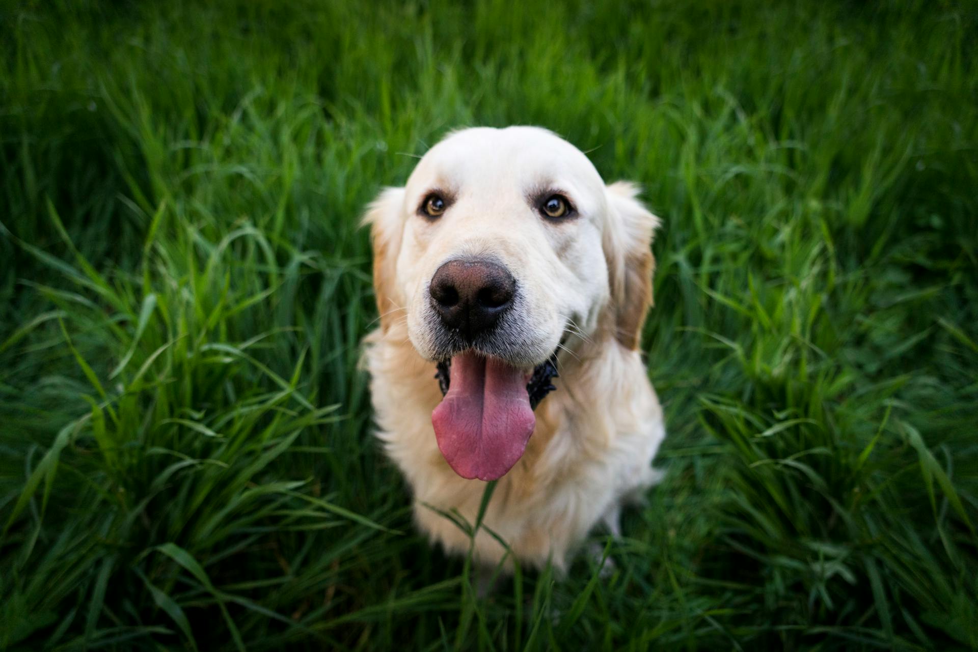 Un léger golden retriever assis sur de l'herbe verte pendant la journée