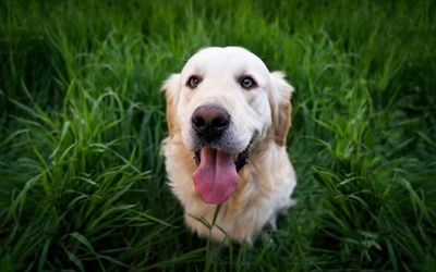 How to Choose the Perfect Dog Park for Your Dog