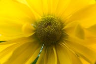 特写镜头展示了一朵充满活力的黄色花朵的花瓣和中心细节