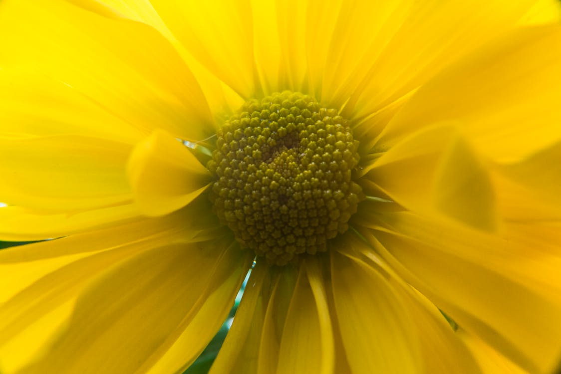 黃色雛菊花在特寫攝影