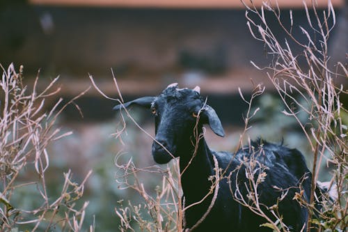 Selective Focus Photo of a Black Goat Near Twigs