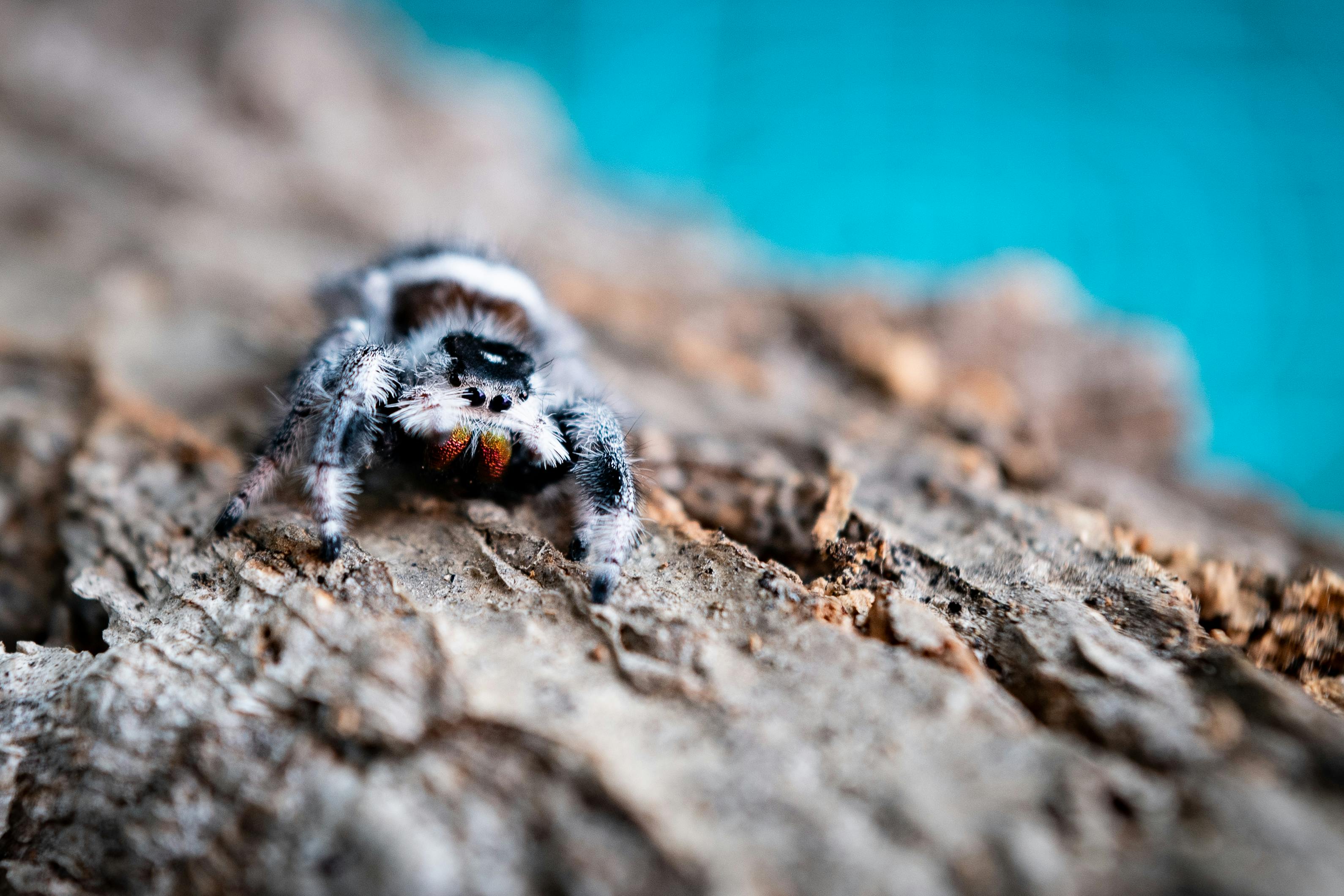 close up shot of a tarantula on a wood