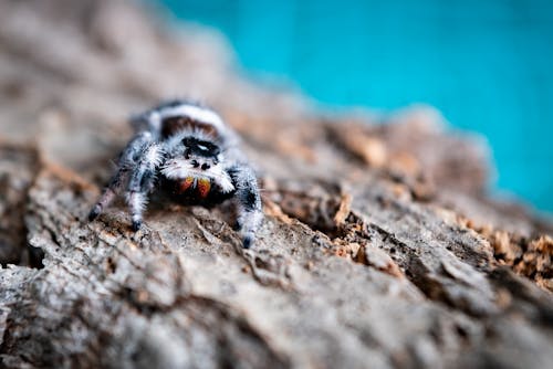 Close-Up Shot of a Tarantula on a Wood