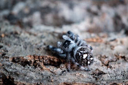 Close-Up Shot of a Tarantula on a Wood