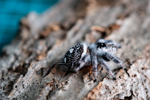 A Black and White Spider on a Log