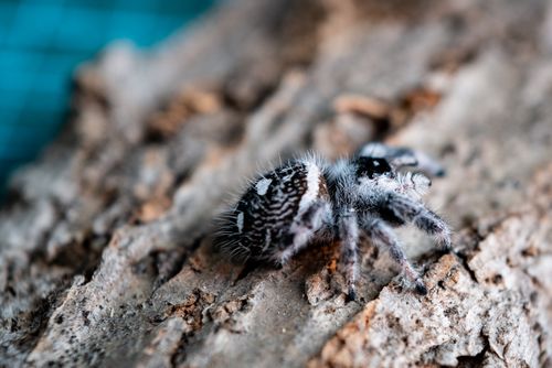 Free Macro shot of a furry spider resting on a textured log in natural light. Stock Photo