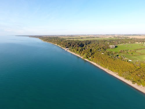 Trees on Seashore Under Clear Blue Sky at Daytime