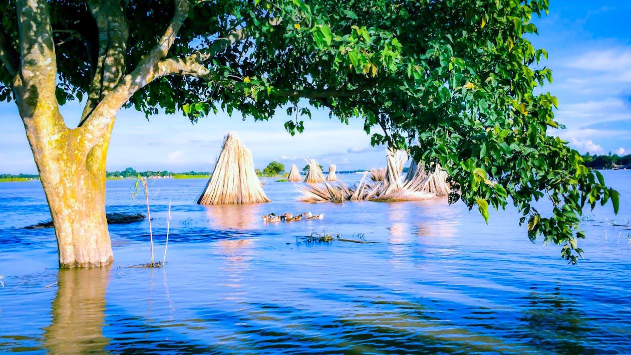 Green and Brown Tree on Body of Water