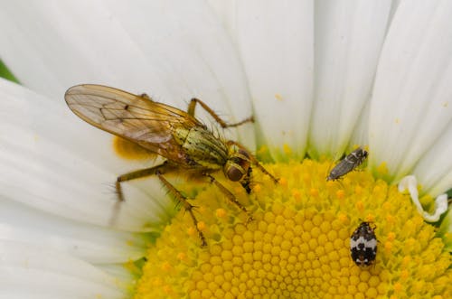 Close-up Photography of Brown Hoverfly Perching on White Daisy Flower