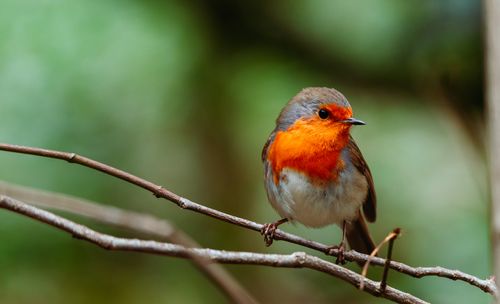 Free Close-up of a European Robin with a vivid orange chest, perched on a branch. Stock Photo
