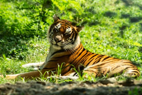 Free A serene tiger lays in vibrant greenery, showcasing its striking stripes and powerful presence. Stock Photo
