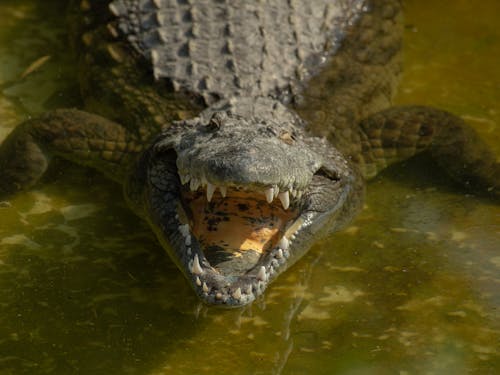 Crocodile with an Open Mouth on Body of Water