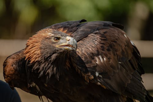 Selective Focus Photograph of a Golden Eagle