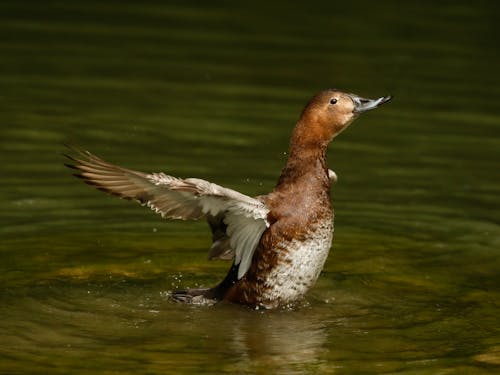 Бесплатное стоковое фото с водоплавающая птица, выборочный фокус, дикая природа