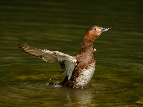 Foto profissional grátis de animais selvagens, animal, ave