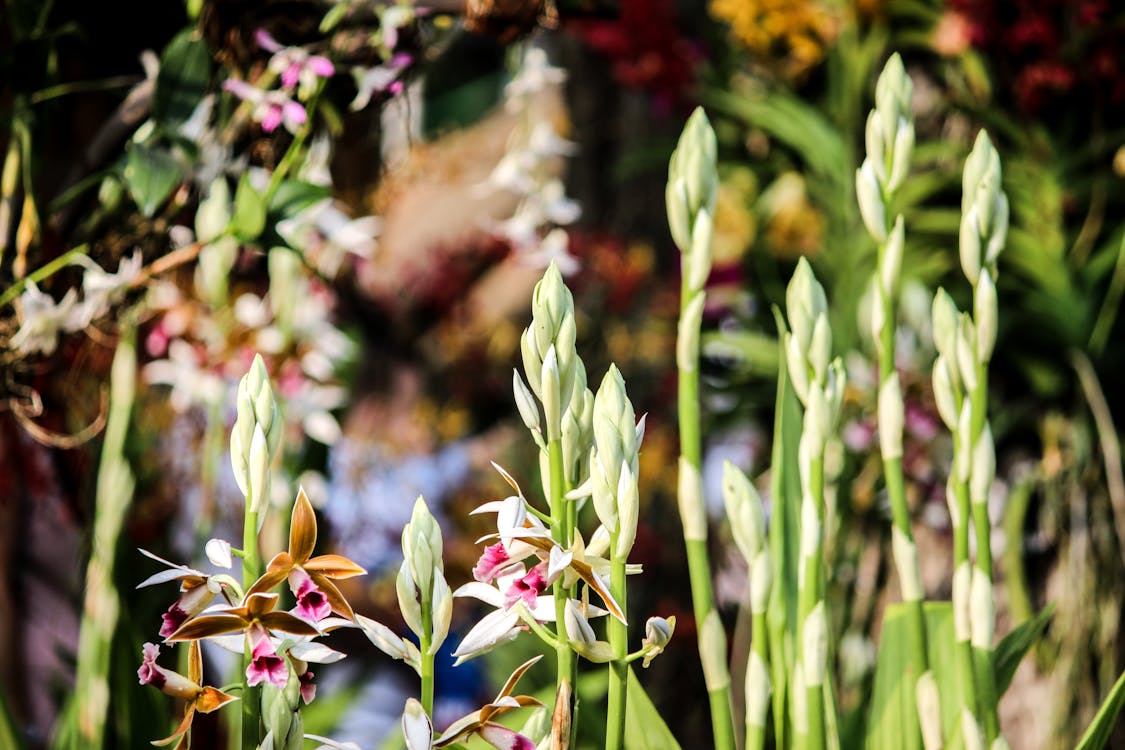 Shallow Focus Photography Of Green Plant Buds