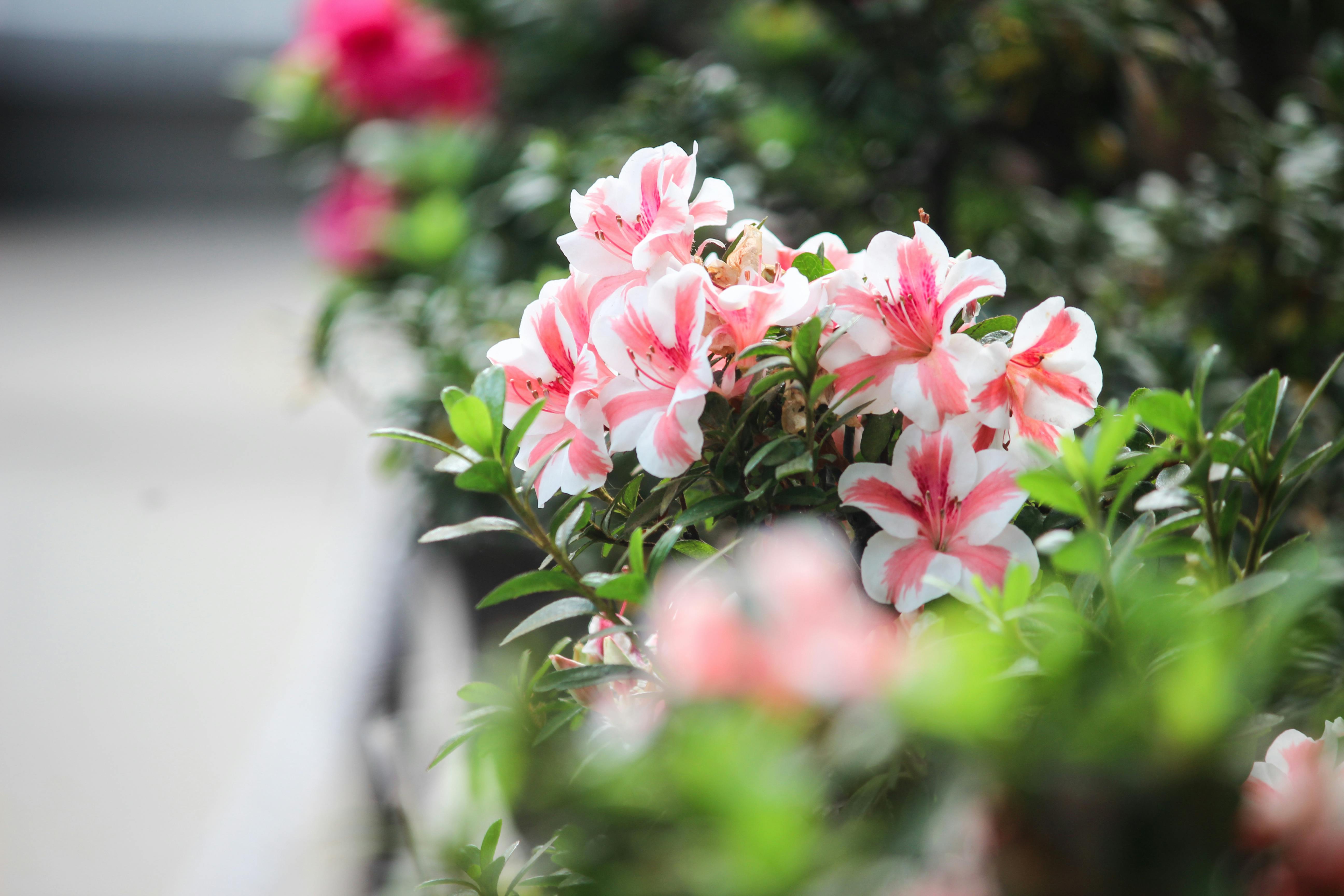 pink and white flowers