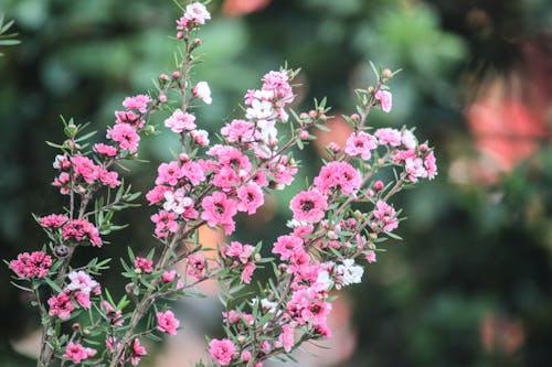 бесплатная Селективная фокусировка розовых цветов с лепестками Стоковое фото