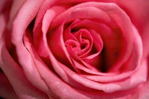Macro Shot of a Pink Rose