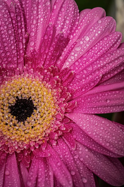 Free Macro Shot of a Pink Daisy with Dew  Stock Photo