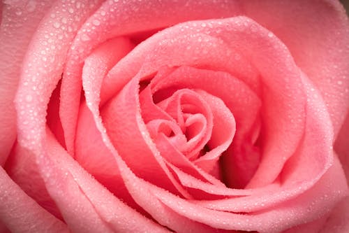 Macro Shot of a Pink Rose with Dew