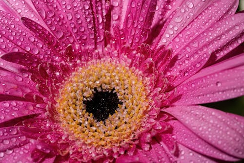 Kostnadsfri bild av blomma, blomning, dagg