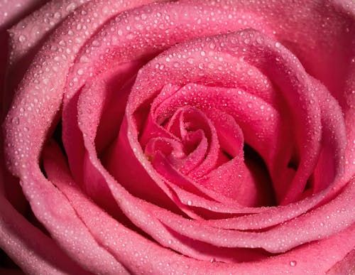 Free Close-Up of a Pink Rose with Dewdrops Stock Photo