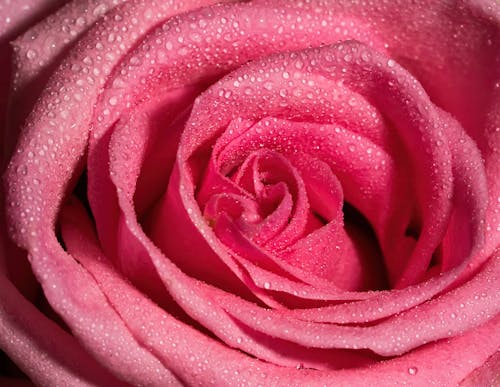 Close-Up of a Pink Rose with Dewdrops