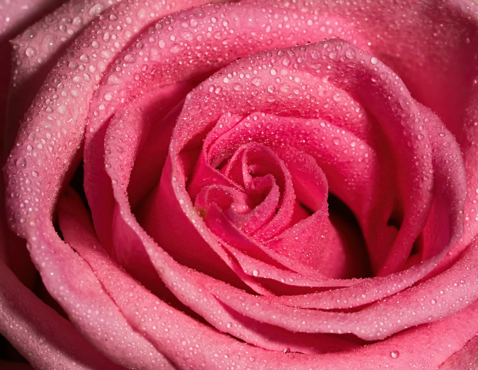 带露珠的玫瑰花摄影图片素材-编号25097327-图行天下