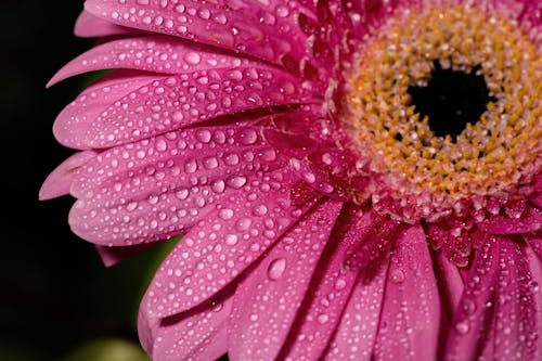 Pink Daisy Flower with Water Droplets in Close-up Photography
