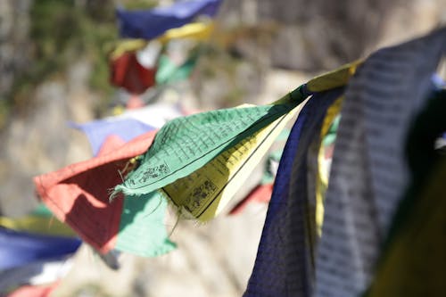 Free stock photo of colorful, depth of field, green color