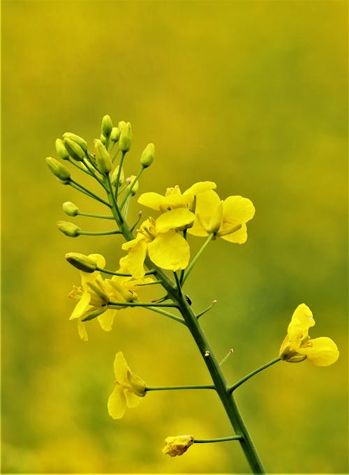 Beautiful Yellow Flowers on Field