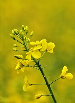 Bright yellow rapeseed flowers in full bloom, capturing nature's beauty in close-up.