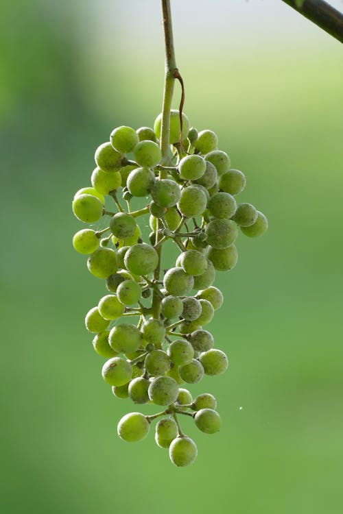 Close-up of Green Grapes