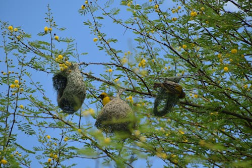 Foto d'estoc gratuïta de animals, arbre, branca