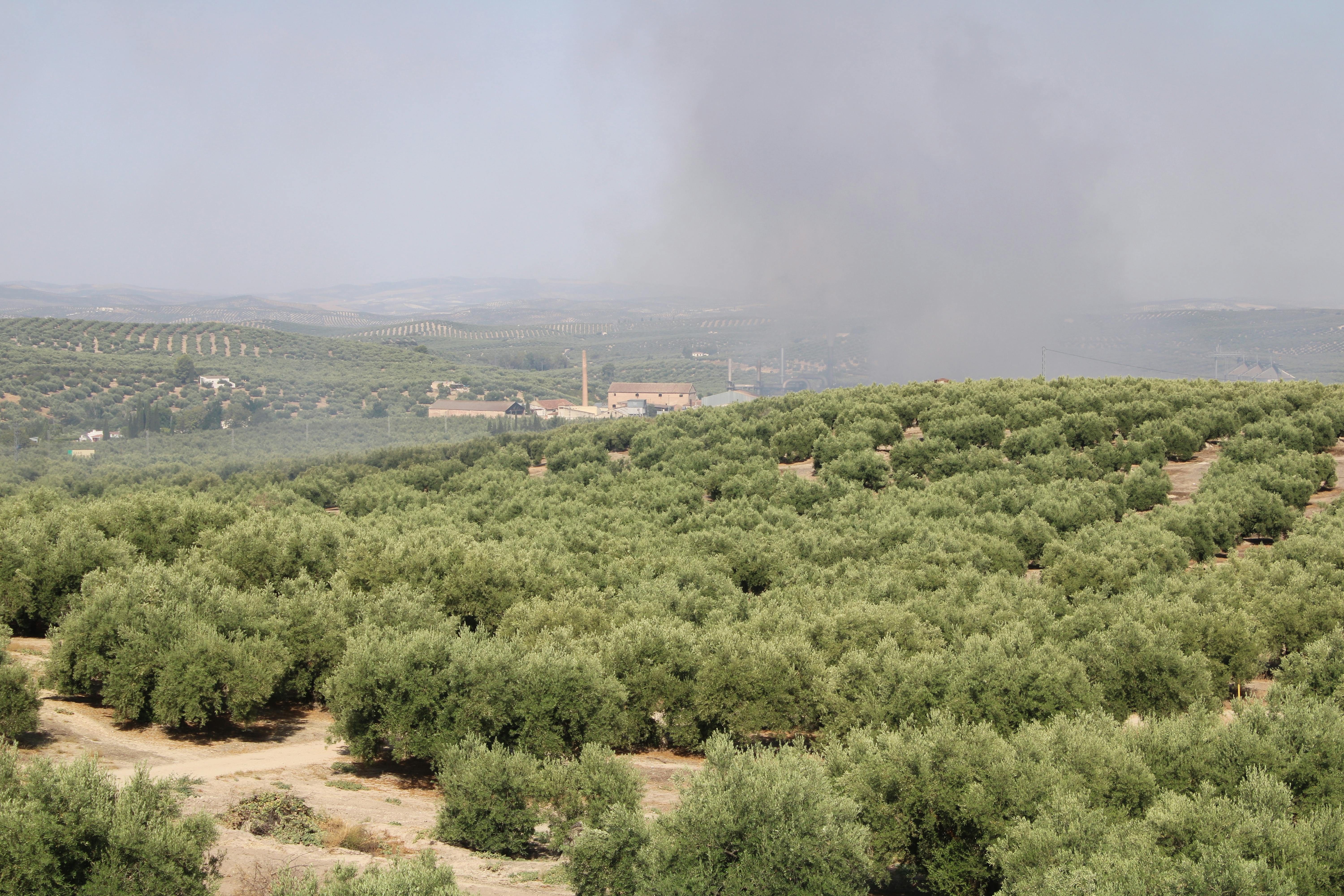 paisaje de olivares con la orujera en Martos al fondo