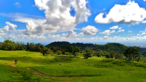 Free stock photo of grass, green, landscape