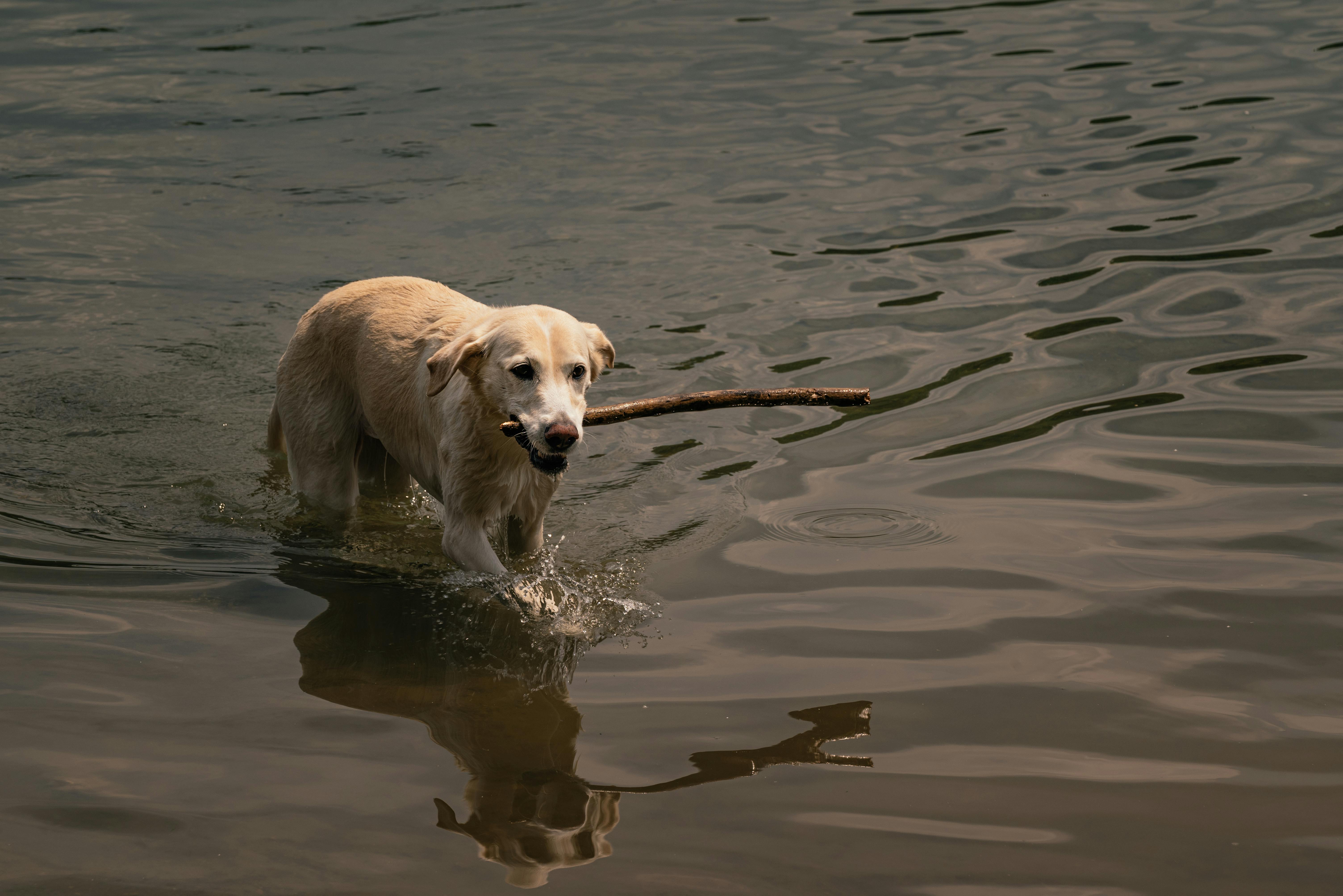 A playful golden retriever fetches a wooden stick while splashing through calm river water.