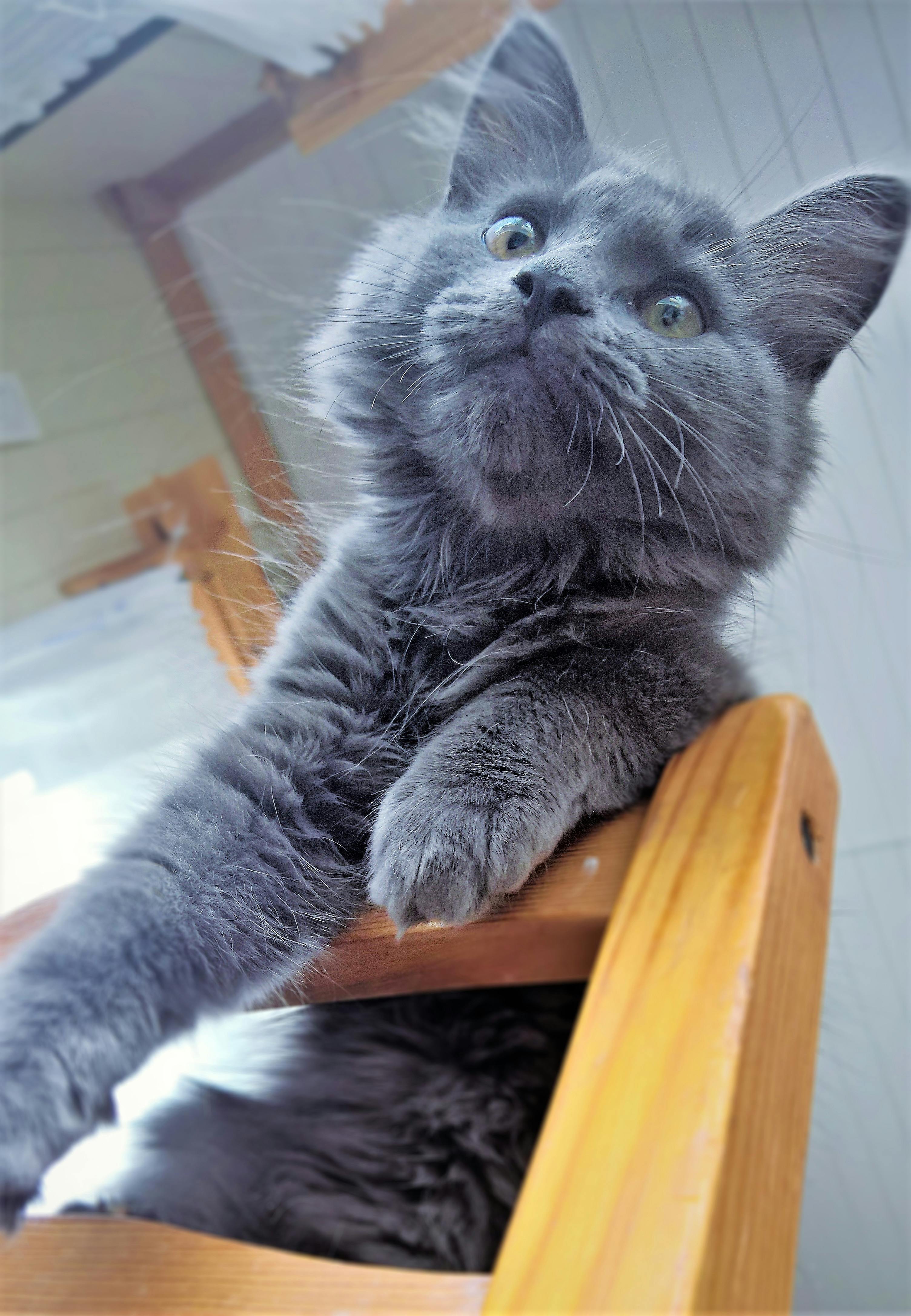 Free stock photo of cat, domestic cat, grey cat