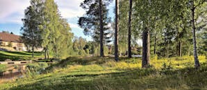 宁静的乡村风光，郁郁葱葱的绿色景观，以及绿树成荫的宁静小路