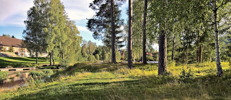 宁静的乡村风光，郁郁葱葱的绿色景观，以及绿树成荫的宁静小路