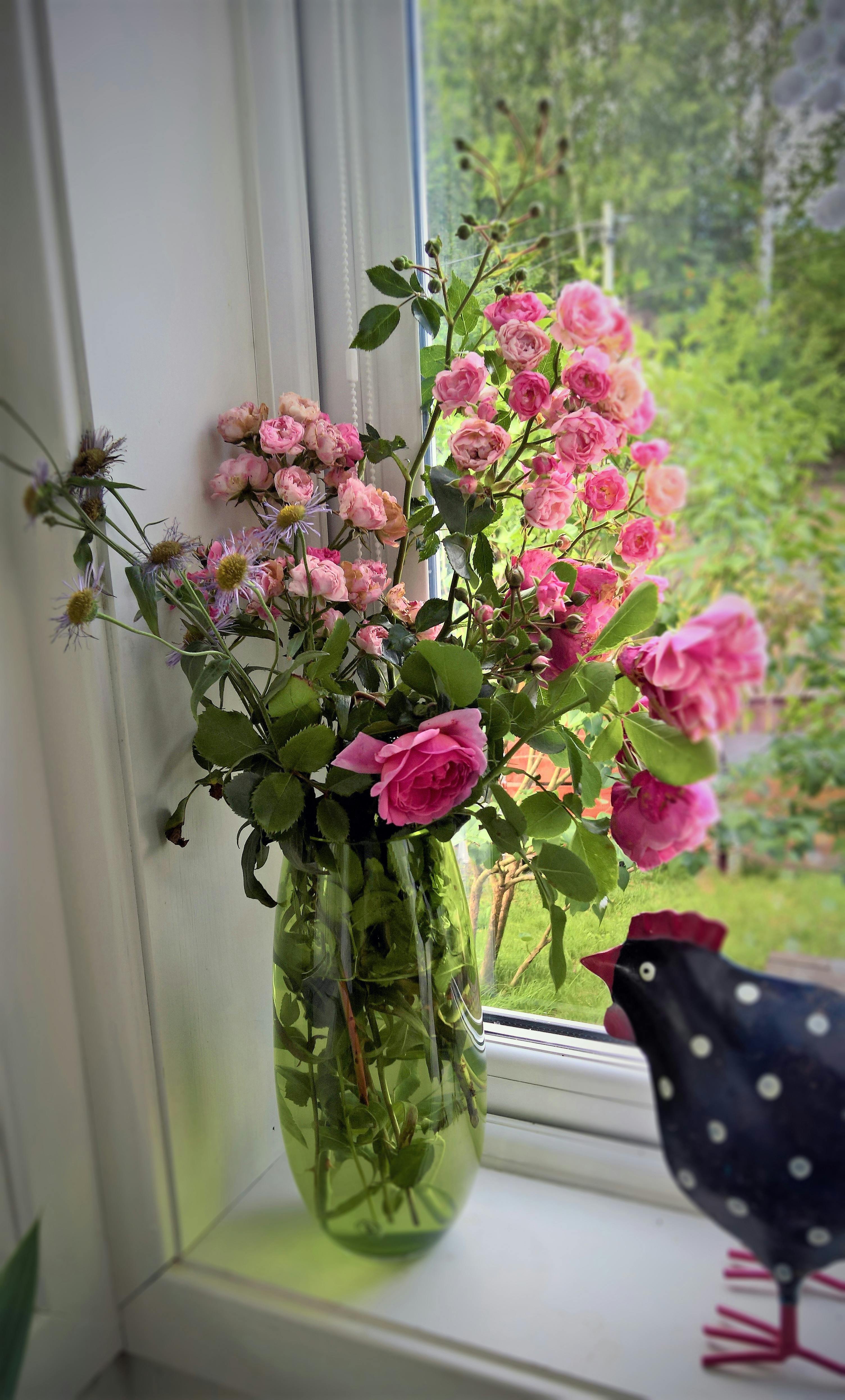 Free stock photo of pink roses, rose, rose vase