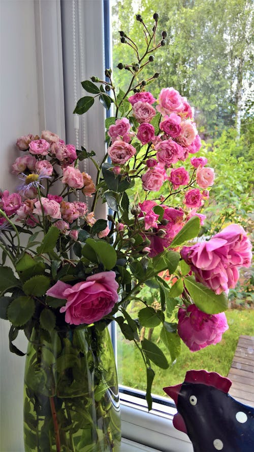 Free stock photo of pink roses, rose, rose vase