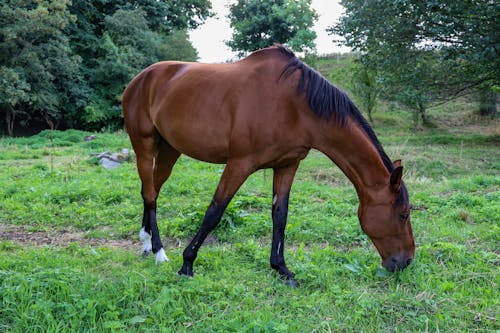 A Brown Horse Eating Grass