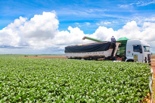 Soybean Market Sees Recovery Amid Strong Export Demand