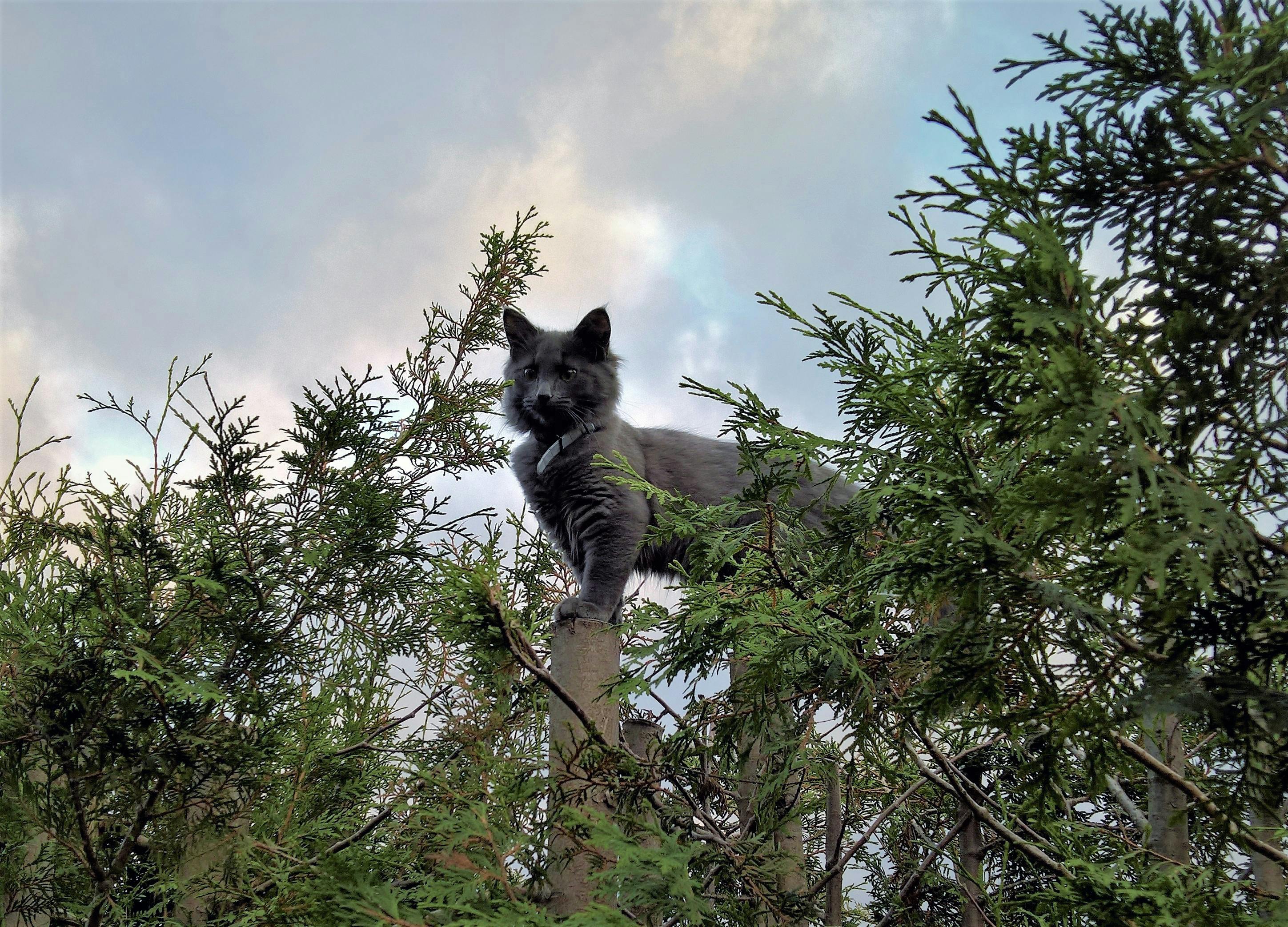 Free stock photo of cat, cat on tree, pet