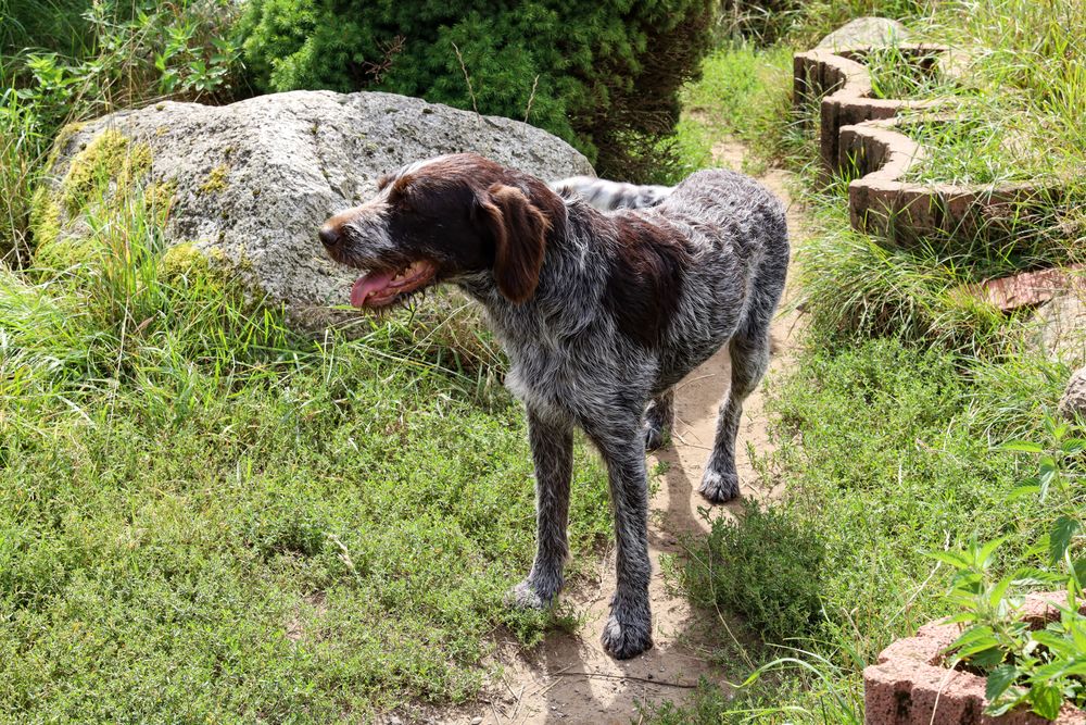 German Wirehaired Pointer, photo 5
